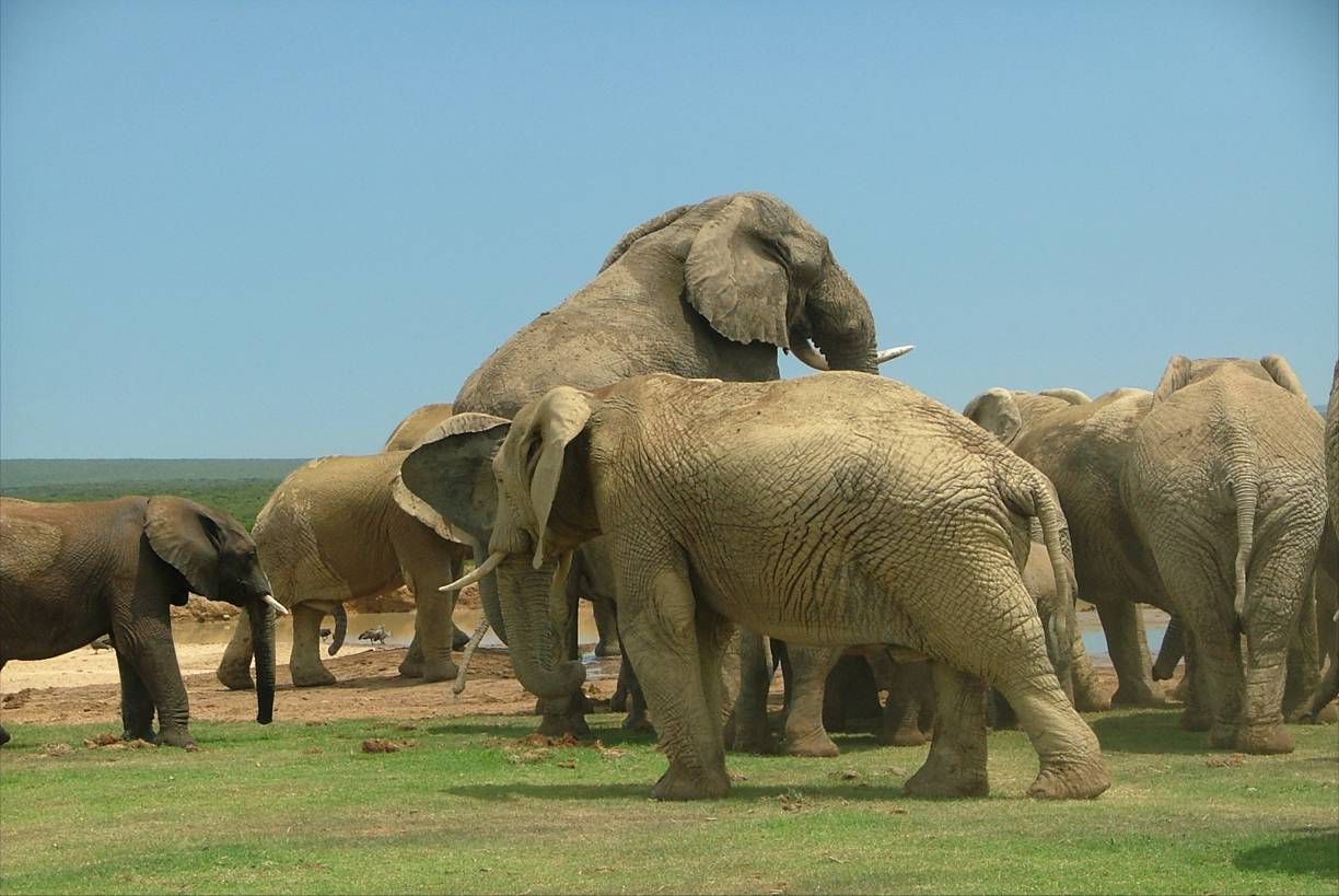 Elephants breeding